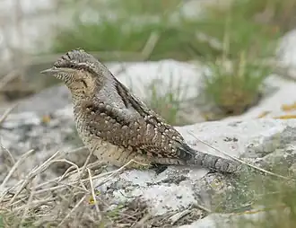 Вертишейка