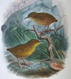 Стефенский кустарниковый крапивникиз A History of the Birds of New Zealand, 1888