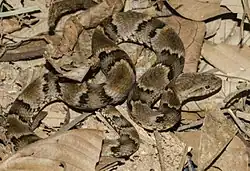 Xenodon rabdocephalus