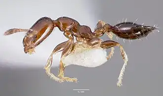 Xenomyrmex