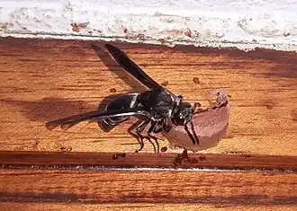 Xenorhynchium nitidulum