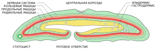 Xenoturbella25 января 2017