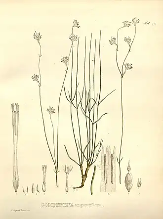 Xerosiphon angustiflorus