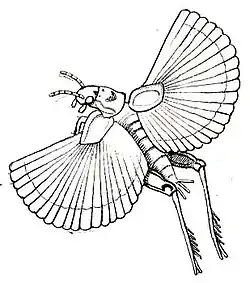 Особь неопределенного пола