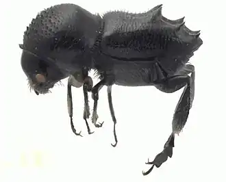 Eccoptopterus spinosus