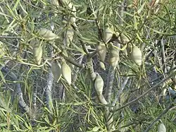 Xylomelum angustifolium