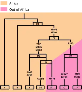 Вероятное происхождение крупных кладов Y-ДНК