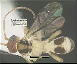 Yelicones dirksteinkei