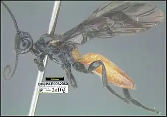 Yelicones monserrathvargasae