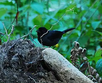 Желтобёдрая лохматая овсянка