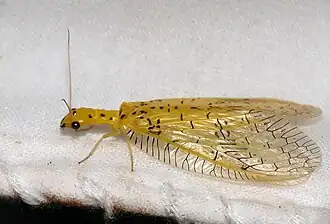 Chloronia hieroglyphica