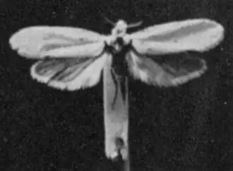 Юкковая моль