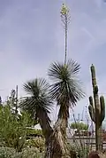 Yucca elata