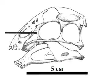 Реконструкция черепа