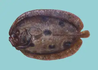 Zeugopterus punctatus