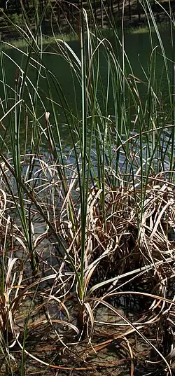 Общий вид растения