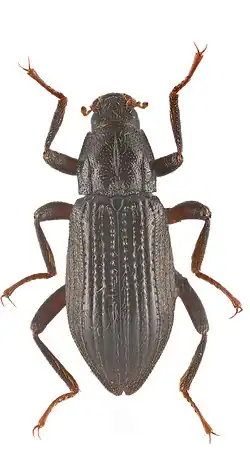 Zaitzevia sichuanensis