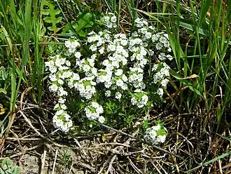 Залузианския мохнатая
