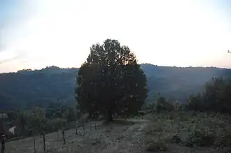 Запис дуб Хаджи Стоянова