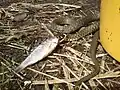 Уж поедает рыбу
