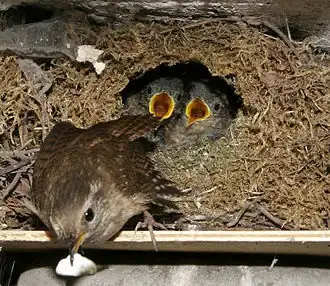 Крапивник возле гнезда