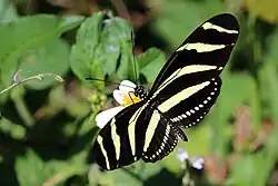 H. c. ramsdeniКуба