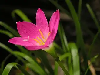 Zephyranthes rosea