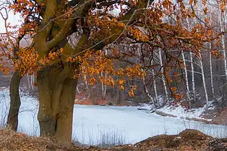 Зима в городе