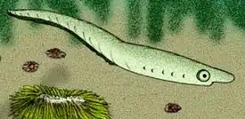 Реконструкция Zhongjianichthys rostratus