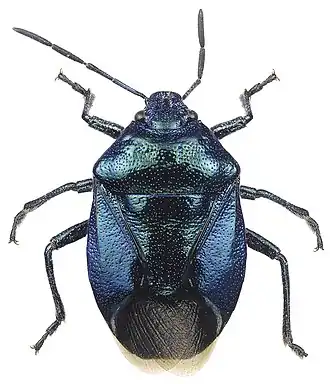 Zicrona caerulea