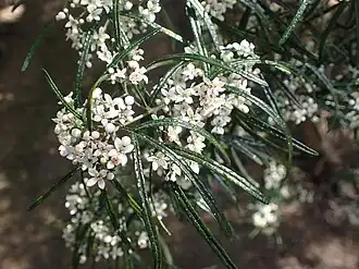 Листья и цветы Zieria granulata