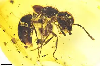 Zigrasimecia hoelldobleri, бирманский янтарь