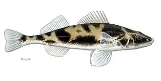 Список рыб и круглоротых, занесённых в Красную книгу Молдавии23 июля 2018