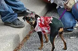 Зомби-собака на шествии зомби, Детройт 28 октября 2008 года.