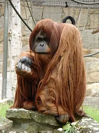 Орангутан