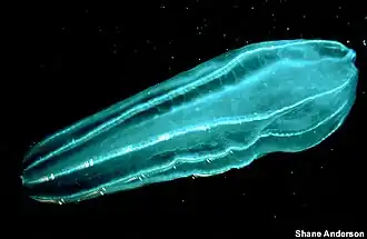 Гребневик Beroe cucumis