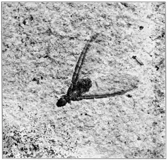 Zootermopsis coloradensis