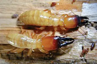 Солдаты Z. nevadensis