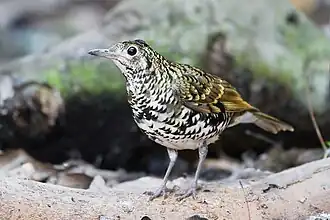 Пёстрый дрозд (Zoothera dauma)