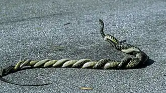 Брачный танец жёлто-зелёных полозов