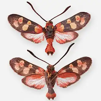 Пестрянка туркменская