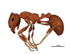 Палеонтологическая реконструкция †Manica andrannae