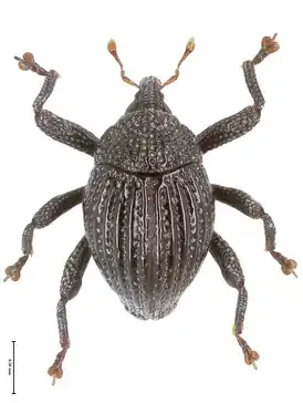 Trigonopterus delapan