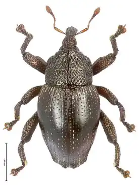 Долгоносик Trigonopterus ijensis, шкала = 0,5 мм