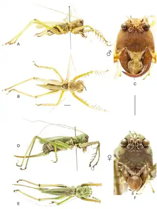 Cerberodon viridis, самец (вверху) и самка