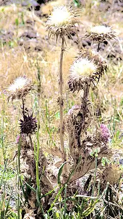 Lid A Desert Shanty Town