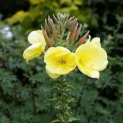 Ослинник двулетний (Oenothera biennis)