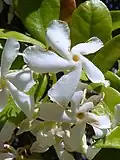 Жасмин звёздчатый (Trachelospermum jasminoides)