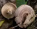 Млечник (Lactarius circellatus)