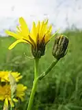 Ске́рда (Crepis biennis)